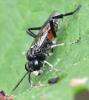 Macrophya militaris